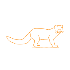 Animals Mustelids Fisher Outline Drawing Svg Vector, Free Vectors File